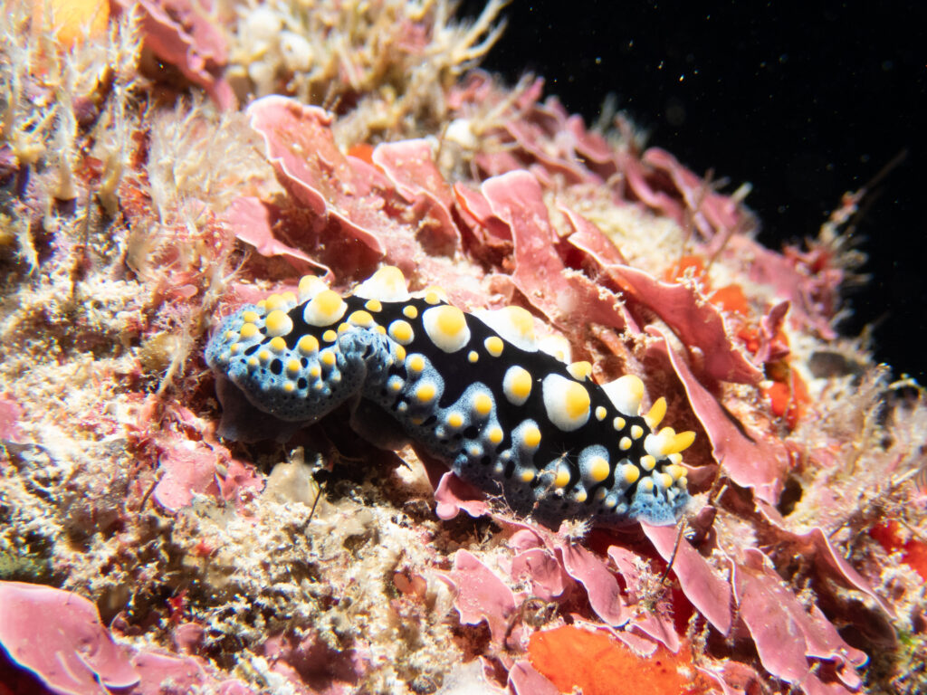 Phyllidia Picta - Nudibranch - Nuie