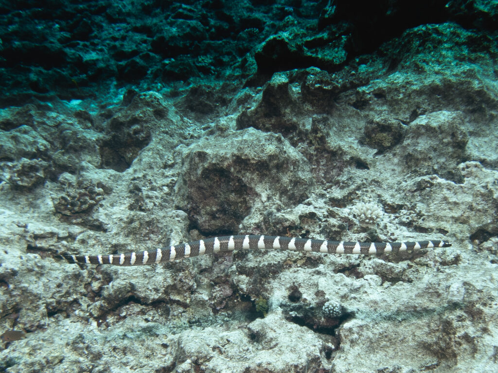 Banded Sea Krait at Niue. Very curious aquatic Danger Noodles!