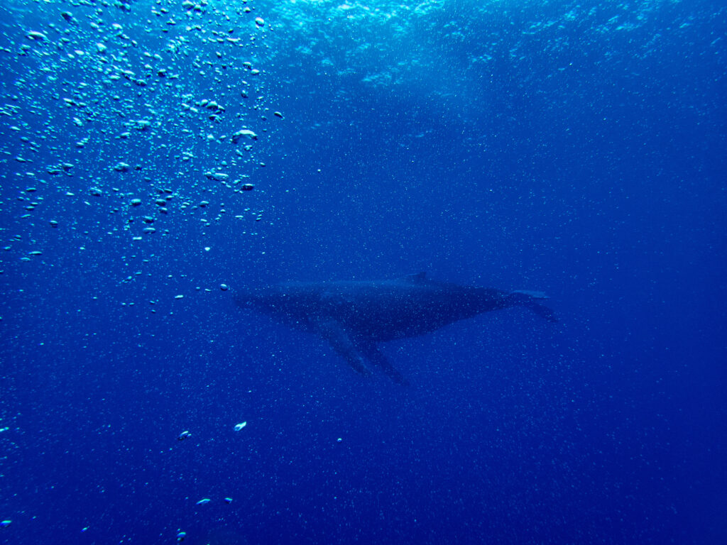 Humpback Whale seen while diving in Niue