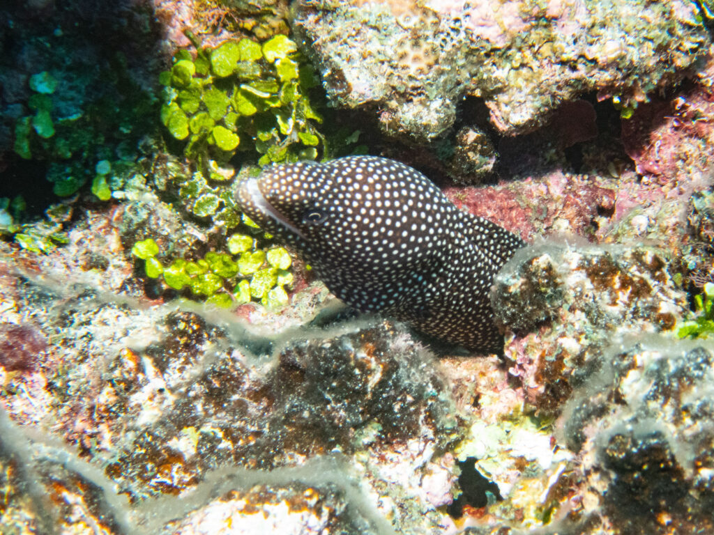 Spotted Moray Eel - Niue