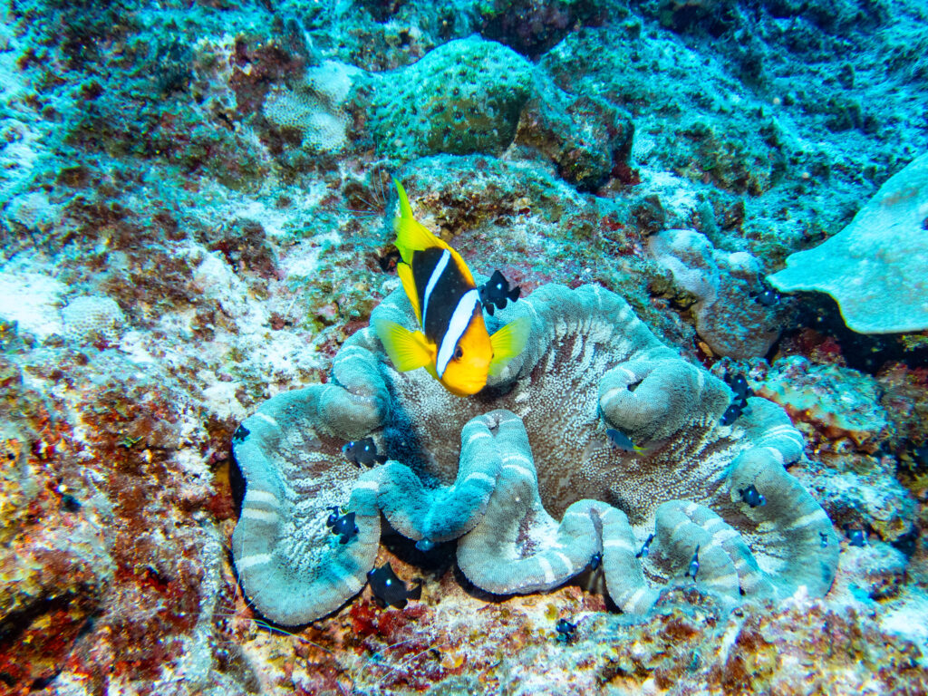 Clark's Anenome Fish with little Black and White babies - Niue