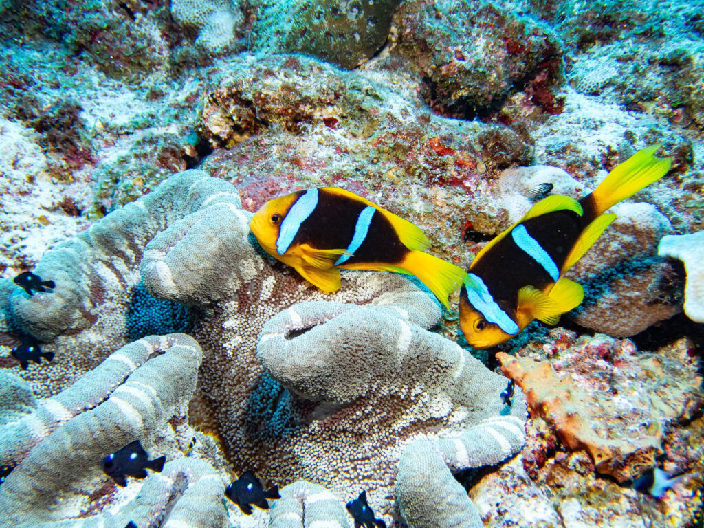 Clark's Anenome Fish with their little Black and White babies - Niue