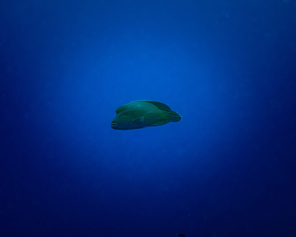 Humphead Wrasse or Maori Wrasse in Nuie