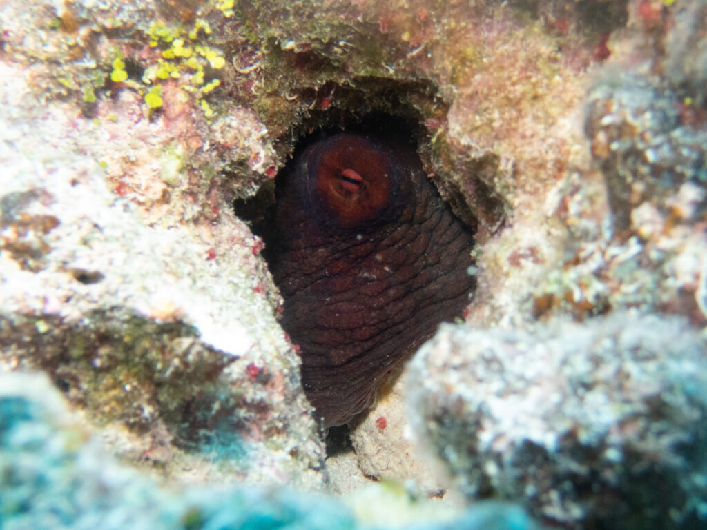 Hiding Octopus - Niue