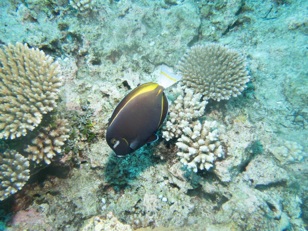 Whitecheek Surgeonfish - Niue